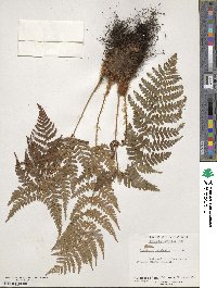 Dryopteris marginalis image