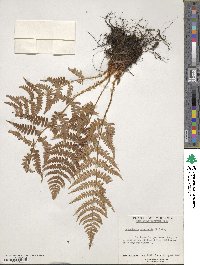 Dryopteris marginalis image