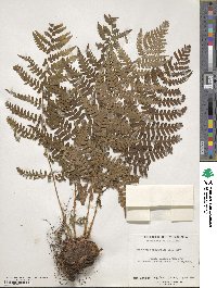 Dryopteris marginalis image