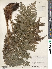 Dryopteris marginalis image