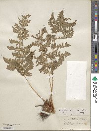 Dryopteris marginalis image