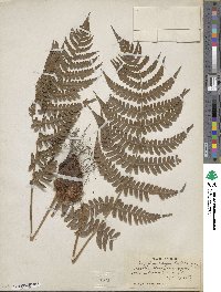 Dryopteris marginalis image