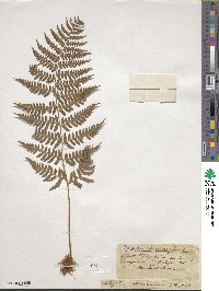 Dryopteris marginalis image