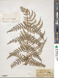 Dryopteris marginalis image