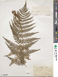 Dryopteris marginalis image