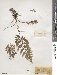 Dryopteris marginalis image