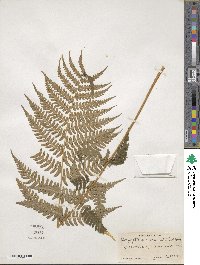 Dryopteris marginalis image