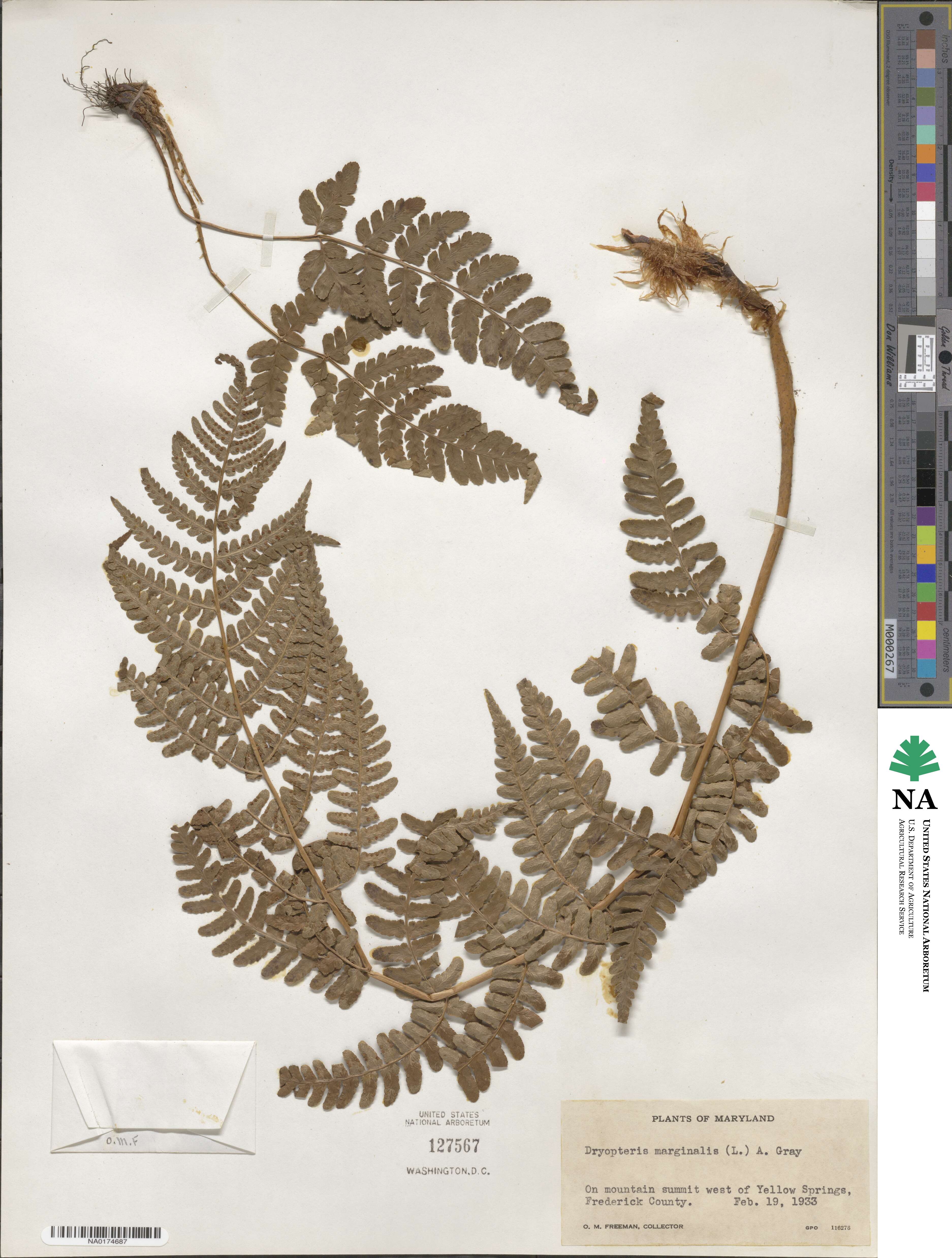 Dryopteris marginalis image