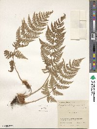 Dryopteris marginalis image