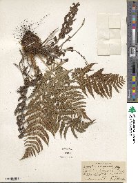 Dryopteris marginalis image