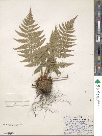 Dryopteris marginalis image