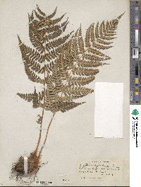 Dryopteris marginalis image