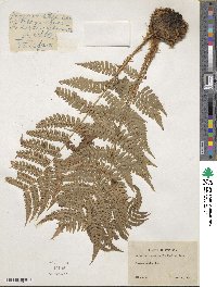 Dryopteris marginalis image