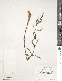 Dryopteris marginalis image