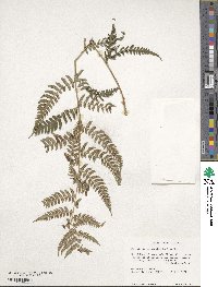 Dryopteris marginalis image