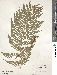 Dryopteris marginalis image