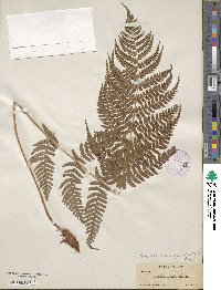 Dryopteris marginalis image