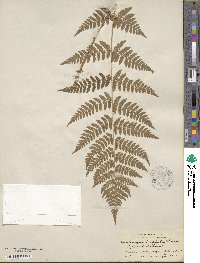 Dryopteris marginalis image