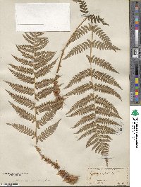 Dryopteris marginalis image