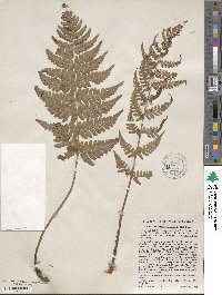 Dryopteris marginalis image