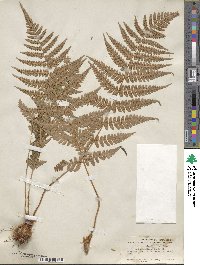 Dryopteris marginalis image