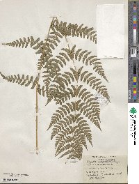 Dryopteris marginalis image