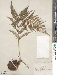 Dryopteris marginalis image