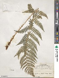 Dryopteris marginalis image