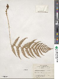 Dryopteris marginalis image