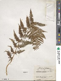 Dryopteris marginalis image