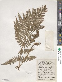 Dryopteris marginalis image