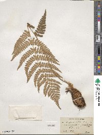 Dryopteris marginalis image