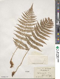 Dryopteris marginalis image