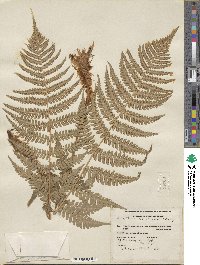 Dryopteris marginalis image