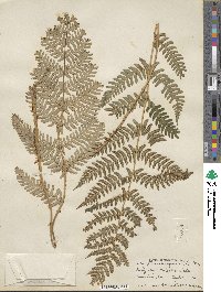 Dryopteris marginalis image