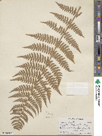 Dryopteris marginalis image