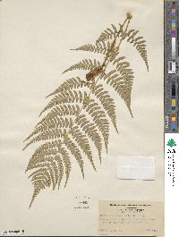 Dryopteris marginalis image