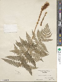 Dryopteris marginalis image