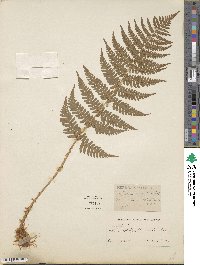 Dryopteris marginalis image