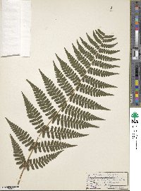 Dryopteris marginalis image