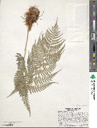 Dryopteris marginalis image