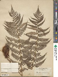 Dryopteris marginalis image