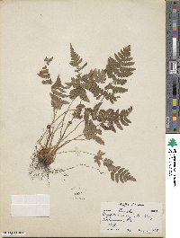 Dryopteris marginalis image