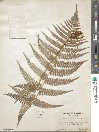 Dryopteris marginalis image