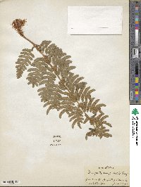 Dryopteris marginalis image