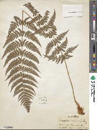 Dryopteris marginalis image