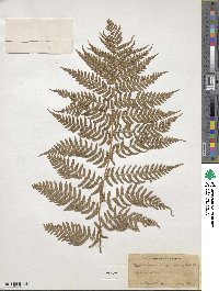 Dryopteris marginalis image