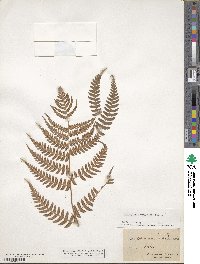 Dryopteris marginalis image