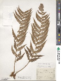 Dryopteris marginalis image