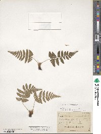 Dryopteris marginalis image